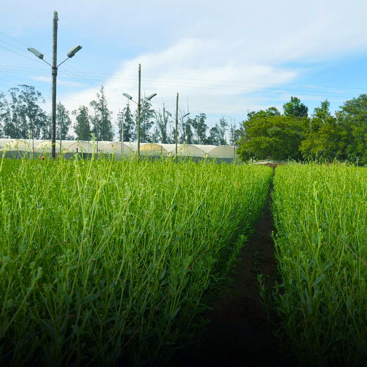 Greenhouses for flower cultivation