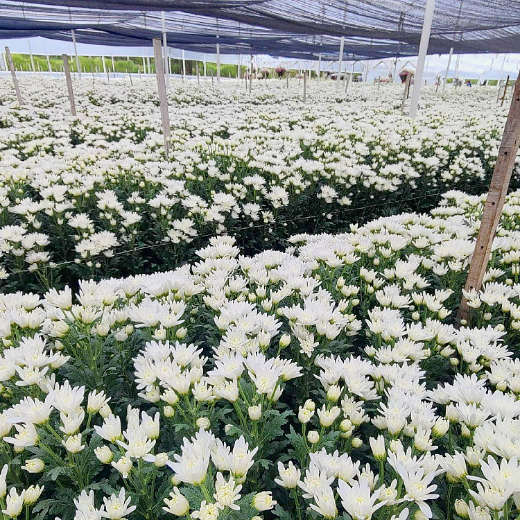Flowers growing in greenhouse