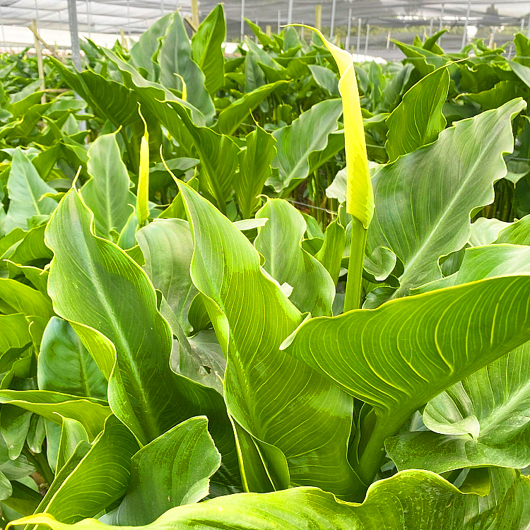 Ornamental plants in greenhouse