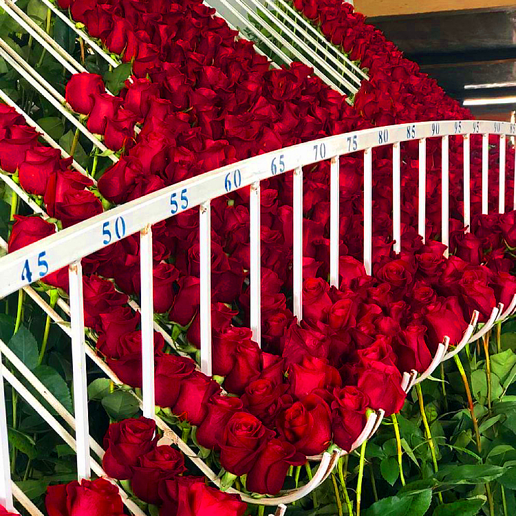 Fresh flowers before packaging