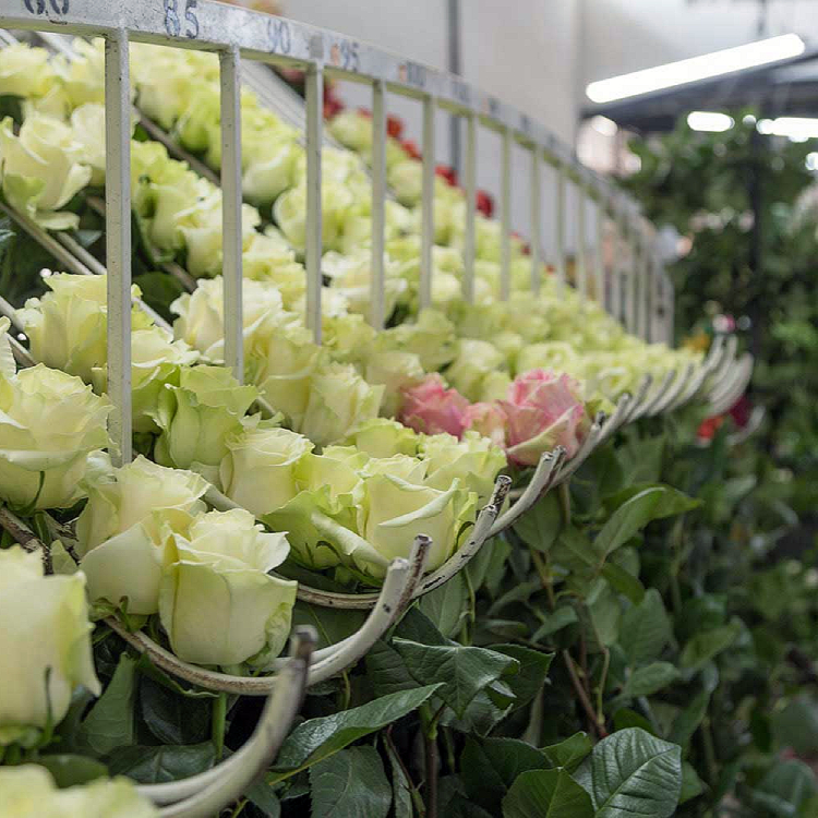 Sorting flowers before packaging